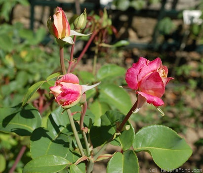 'Rosette Delizy' rose photo