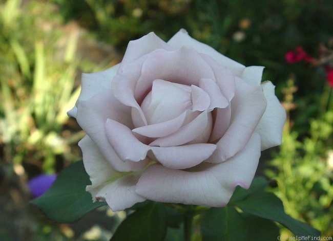 'Stainless Steel ™' rose photo