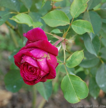 'La Belle Alsacienne' rose photo