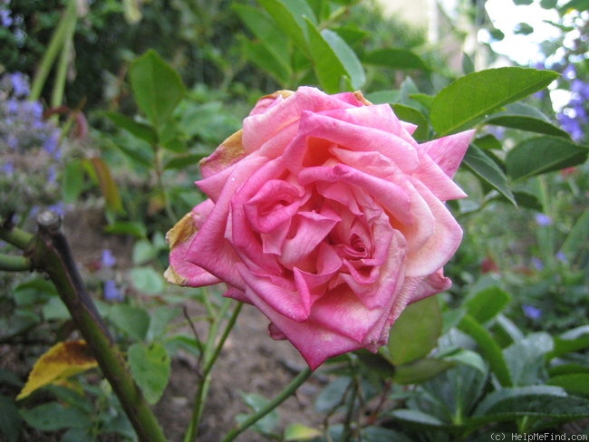 'Niles Cochet' rose photo