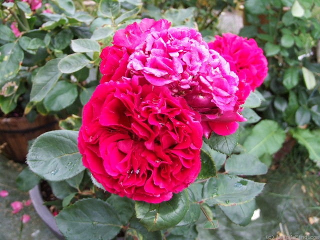 'Nadia Renaissance' rose photo