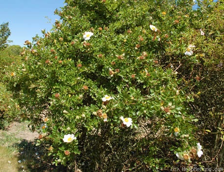 'R. bracteata' rose photo
