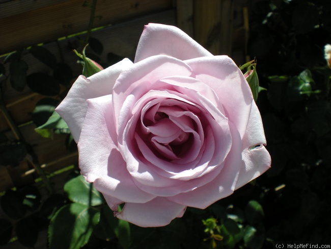 'Mainzer Fastnacht' rose photo