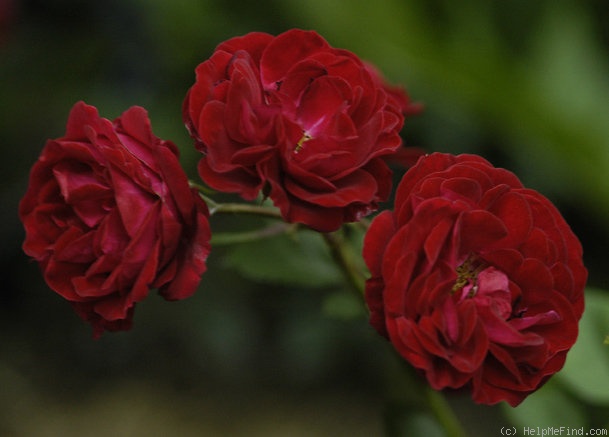 'Red Pinocchio' rose photo