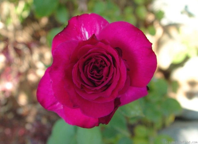 'Blackberry Nip (Hybrid Tea, Somerfield, 1996)' rose photo