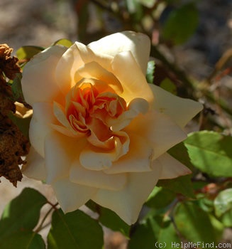 'Madame Pierre Cochet' rose photo