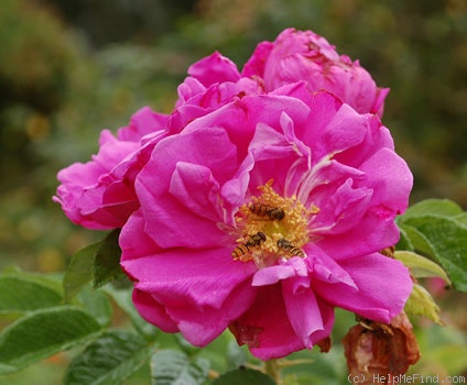 'Luberon ® (rugosa, Uhl 1987)' rose photo
