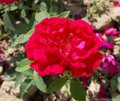 'Alsterufer' rose photo