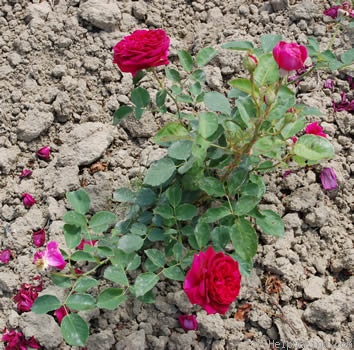 'Vater Rhein' rose photo