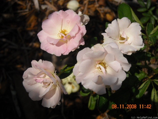 'Pink Summer Snow' rose photo