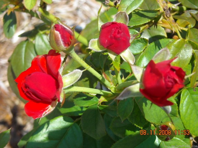 'Light My Fire™ (floribunda, Zary 2008)' rose photo