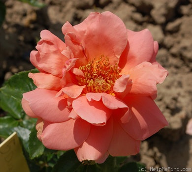 'Duquesa de Peñaranda' rose photo