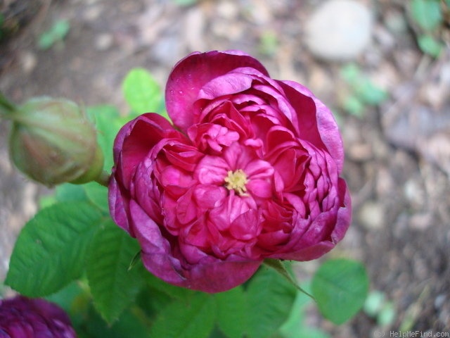 'Pompon de Bourgogne' rose photo