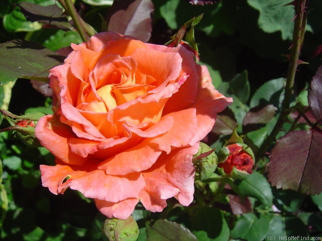 'Janina ®' rose photo