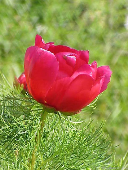 'P. tenuifolia' peony photo