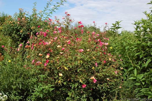 'Mutabilis (china, Unknown, before 1894)' rose photo