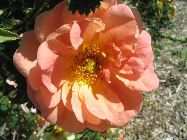'Prairie Peace' rose photo