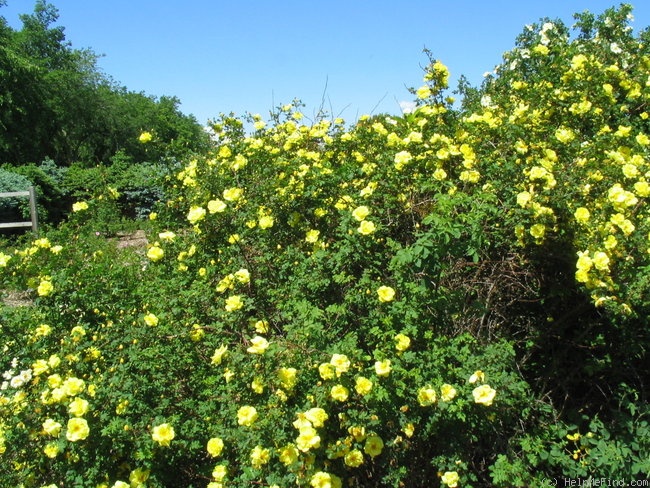 'Harison's Yellow' rose photo