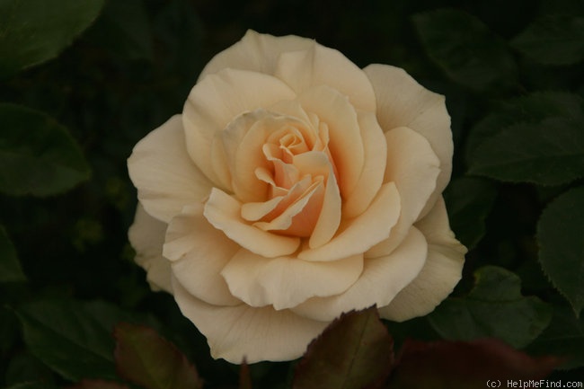'Edelweiss ® (floribunda, Poulsen, 1969)' rose photo
