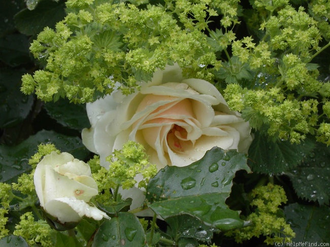 'Edelweiss ® (floribunda, Poulsen, 1969)' rose photo