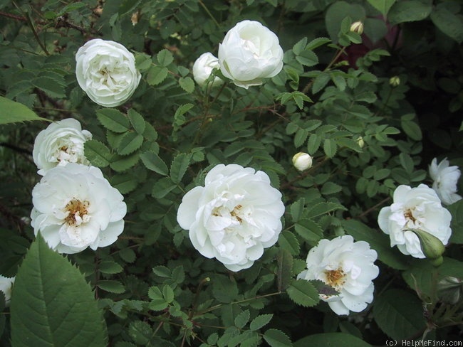 'Double White Burnet' rose photo