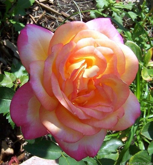 'Pink Lemonade' rose photo