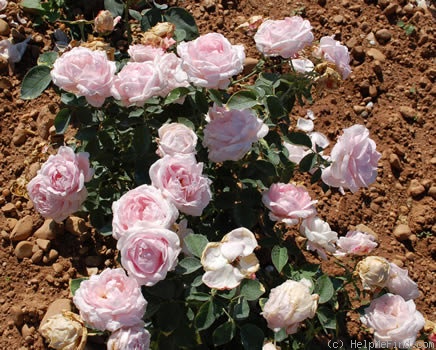 'Comtesse de Barbentane' rose photo