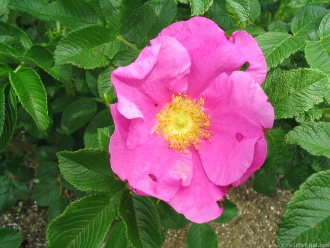 '<i>R. rugosa</i>' rose photo