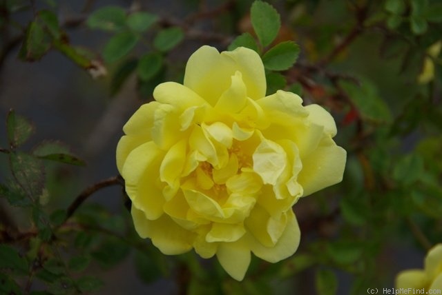 'Double Yellow Scots Rose' rose photo