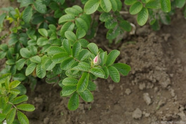 'Pink Surprise (shrub, Lens 1987)' rose photo