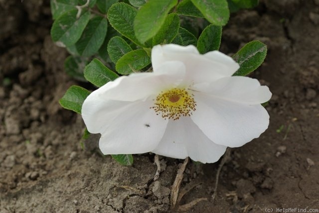 'Pink Surprise (shrub, Lens 1987)' rose photo