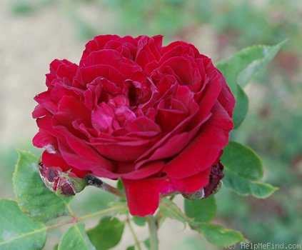'Mademoiselle Grévy' rose photo