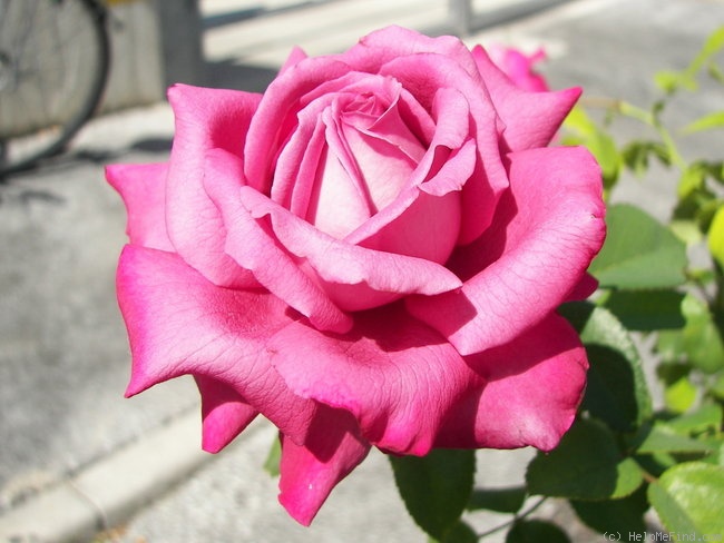 'Claude Brasseur ®' rose photo