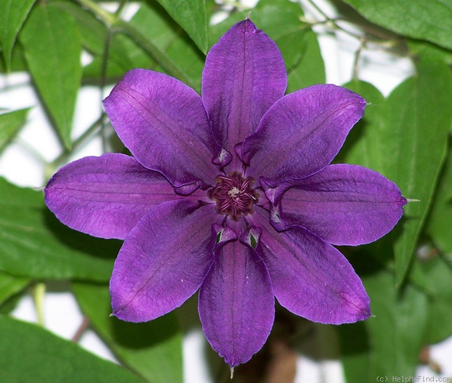 'Royalty' clematis photo