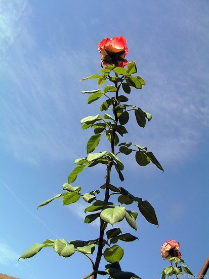 'Portlandia' rose photo