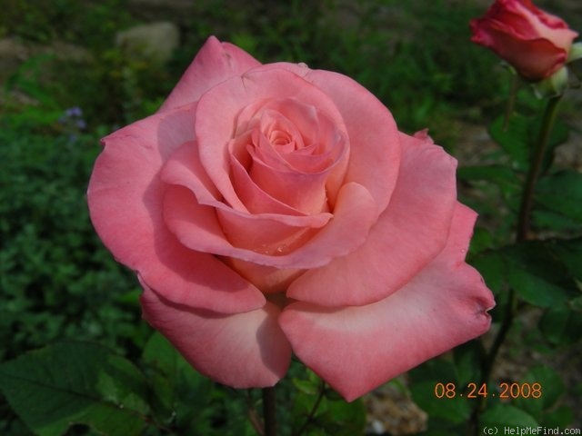 'Here's Gert' rose photo