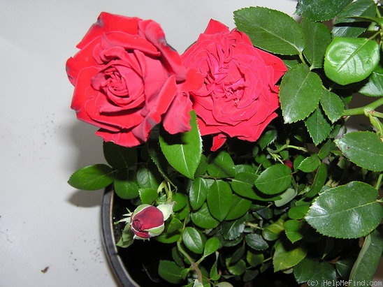 'Barcarolle' rose photo