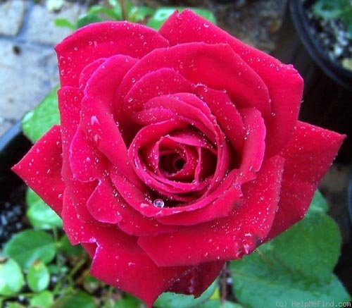 'Jennifer Hart' rose photo