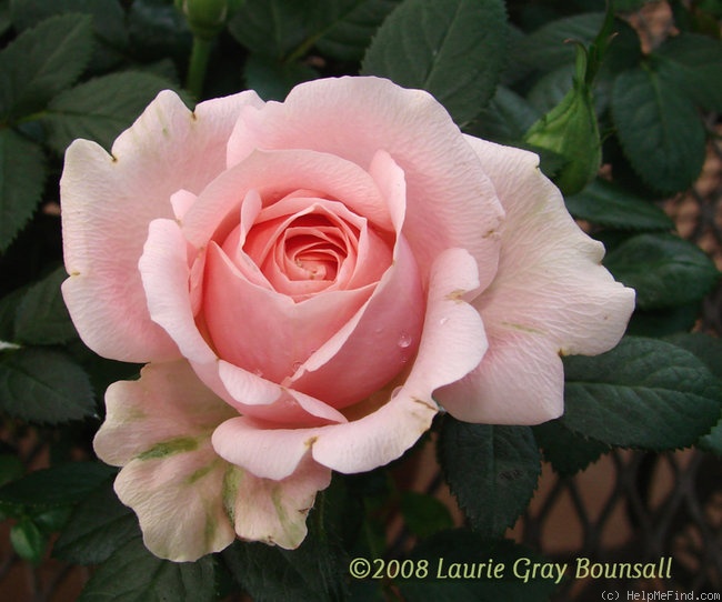 'Dior™' rose photo