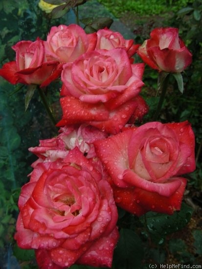 'Cabaret ® (hybrid tea, Laperrière, 1992)' rose photo