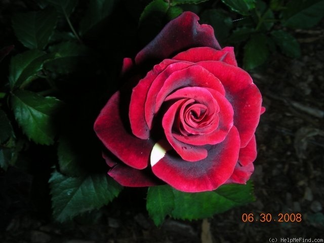 'Hocus Pocus (florists rose, Kordes, 2000)' rose photo
