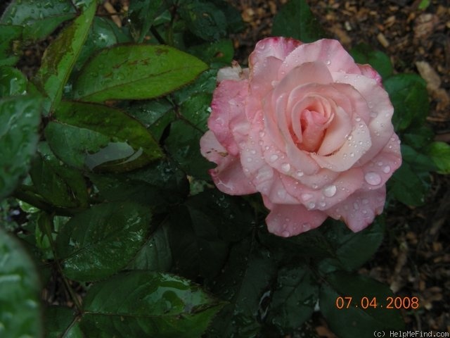 'Here's Gert' rose photo