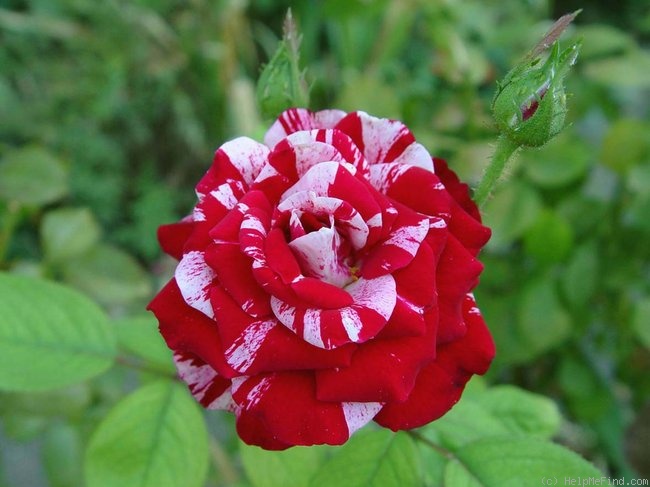 'Peppermint Twist' rose photo