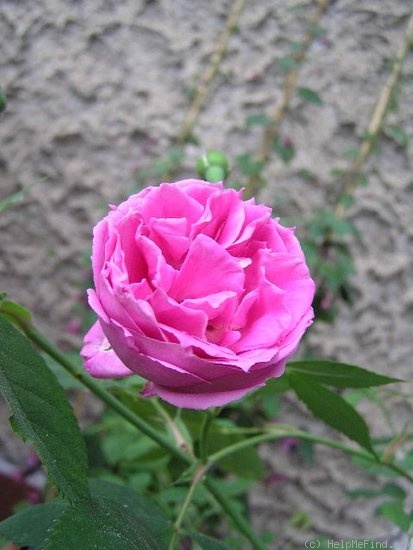 'James Sprunt' rose photo