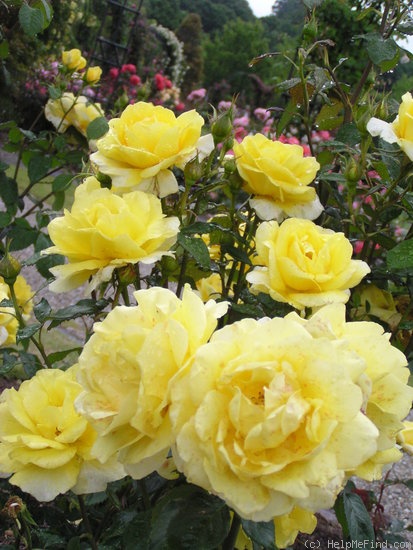 'Belfast Belle' rose photo