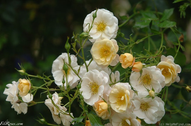 'Pas de Deux' rose photo