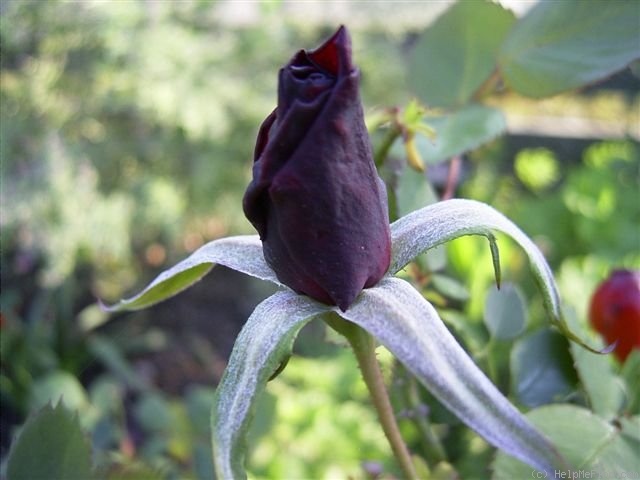 'Midnight Sun (hybrid tea, Grant 1921)' rose photo