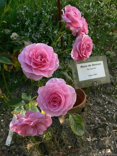 'Rose de Rennes (hybrid tea, Adam, 1993)' rose photo