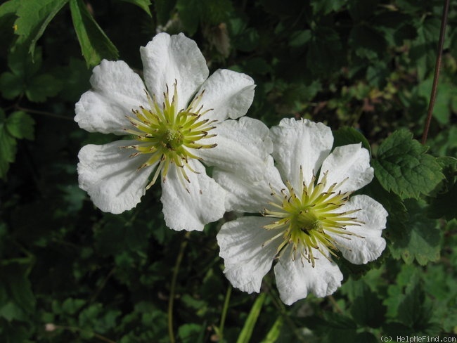 'Paul Farges' clematis photo
