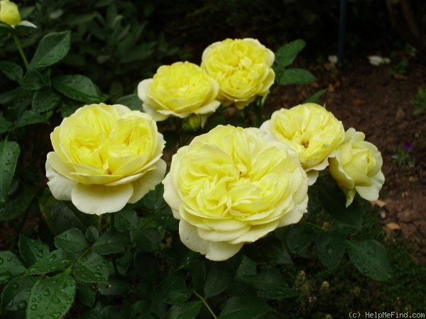 'Sunlight Romantica' rose photo